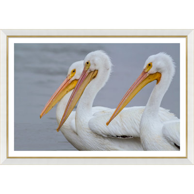 «Coastal Birds», reproduction de photo encadrée