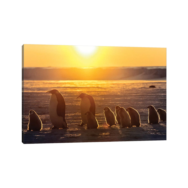 Emperor Penguin Adult Pair With Chicks Walking At Sunset, Weddell Sea, Antarctica 1 Piece Wrapped Canvas Wall Art