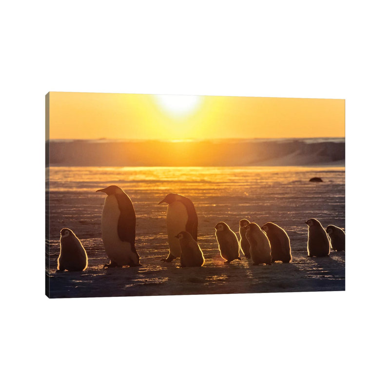 Emperor Penguin Adult Pair With Chicks Walking At Sunset, Weddell Sea, Antarctica by Konrad Wothe - Wrapped Canvas Gallery-Wrapped Canvas Giclée