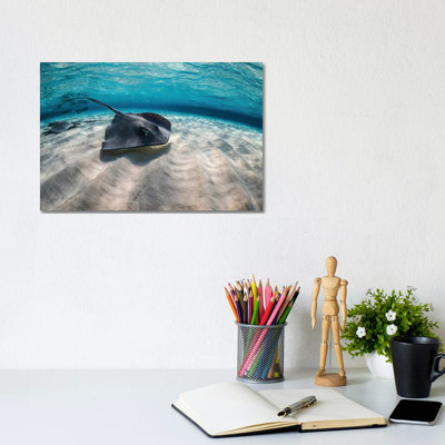 Stingrays Swimming The Ocean Floor, Grand Cayman, Cayman Islands by Brook Peterson - Wrapped Canvas Print