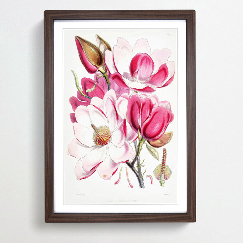 Himalayan Magnolia Flowers by W. H. Fitch - Picture Frame Painting Print, 36cm H x 27cm W x 2cm D, Walnut Framed