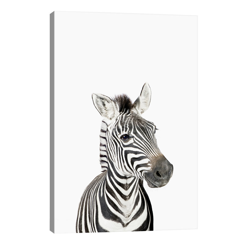 Baby Zebra - Wrapped Canvas Print, 101.6 cm H x 66.04 cm W x 3.175 cm D