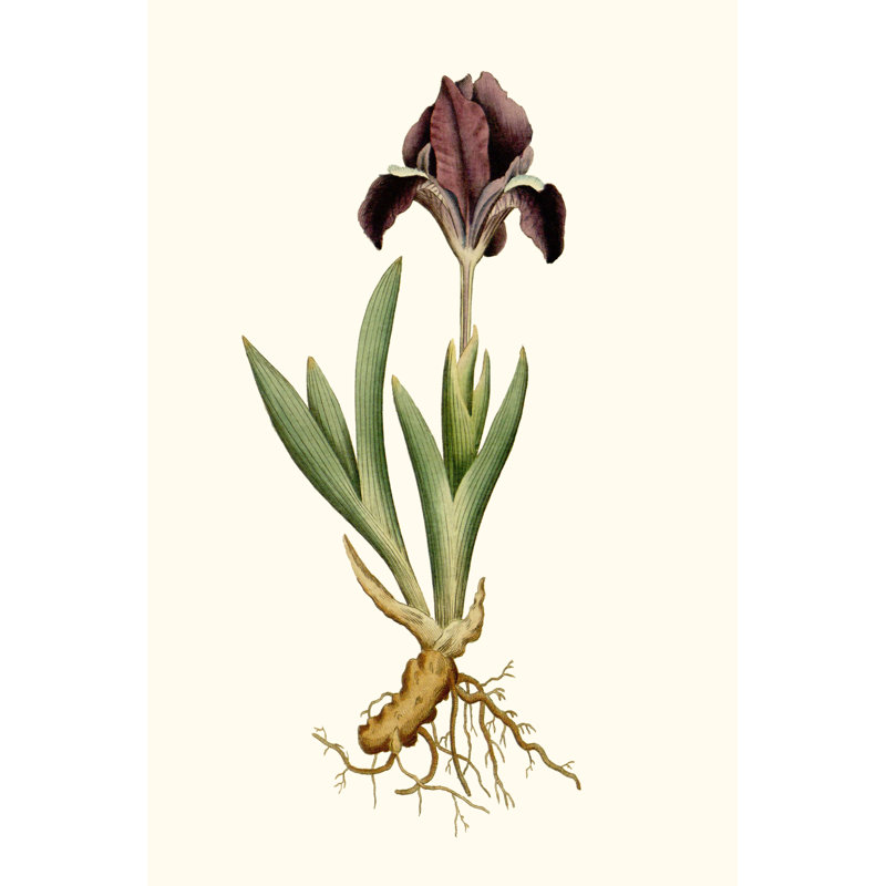 Antique Iris IV by Curtis - Painting, Wrapped Canvas, 76cm H x 51cm W