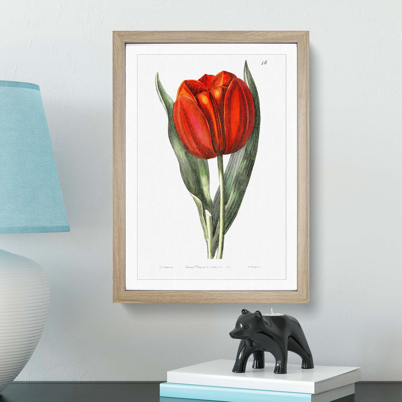 Red Tulip - Framed Print, 36cm H x 27cm W x 2cm D, Oak Framed