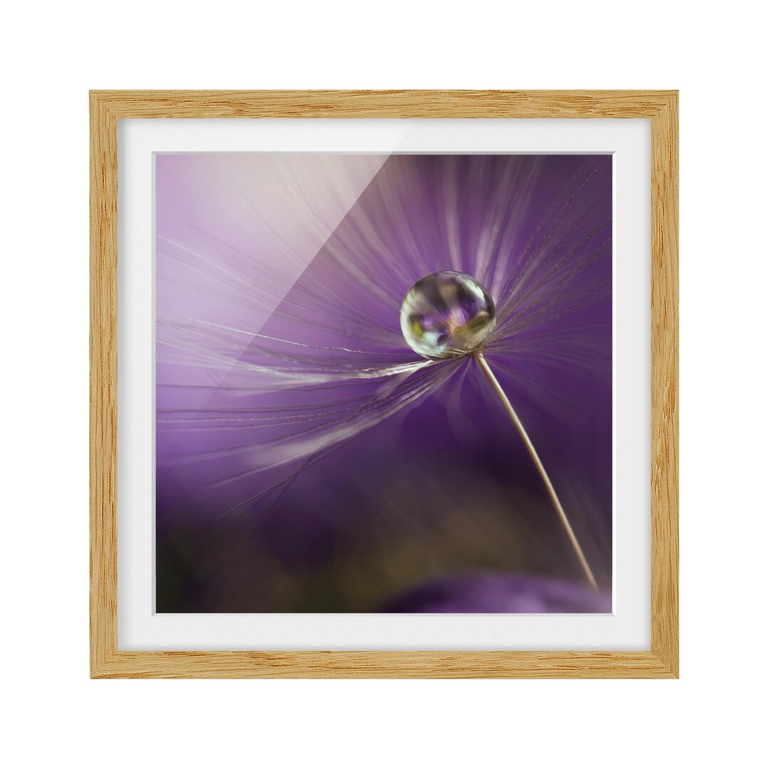 Gerahmtes Poster Purple Dandelion