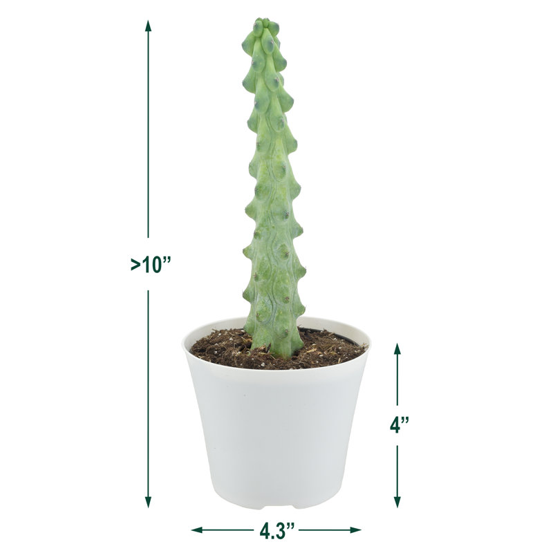Arcadia Garden Products Live Boobie Cactus Plant in Pot