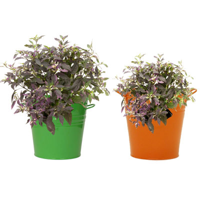 Maynard Metal Pot Planter