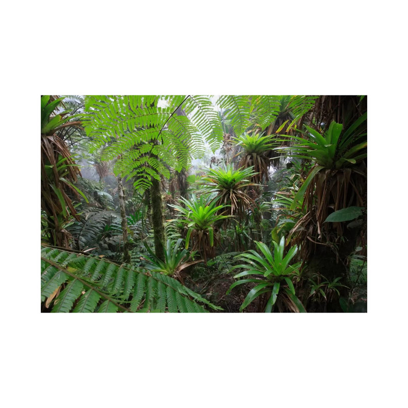 Bromeliad And Tree Fern At 1600 Meters Altitude In Tropical Rainforest, Sierra Nevada De Santa Marta National Park, Colombia V by Cyril Ruoso - Wrapped Canvas Print