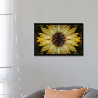 Cape Daisy Sun Star by Alyson Fennell - Gallery-Wrapped Canvas Giclée