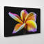 Flower Frangipani Photographic - Wrapped Canvas-19041684