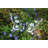 Metal Animals Garden Stake
