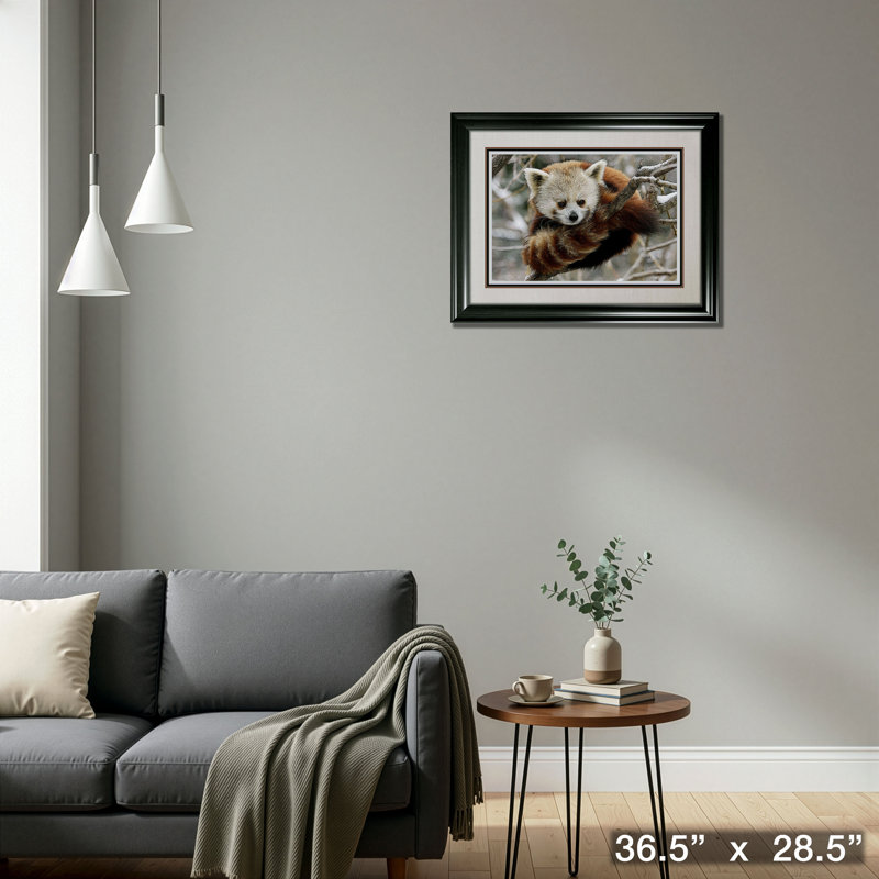Panda rouge, reproduction encadrée