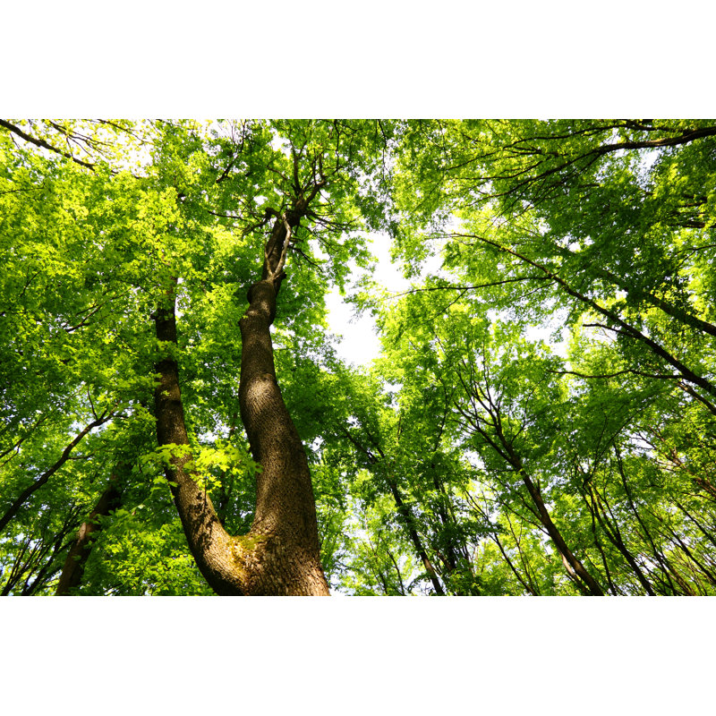 Auvent à feuilles caduques par Bgfoto, H 24 po x l 36 po