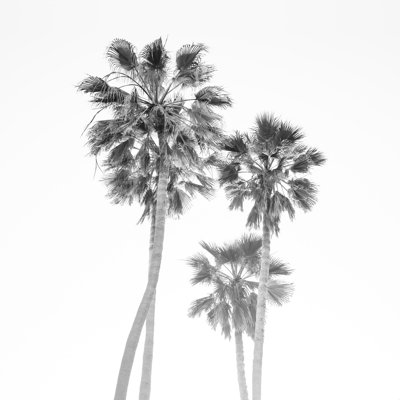 Palmes californiennes monochromes - photographie