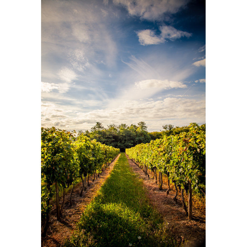 Vineyards, 46cm H x 30cm W