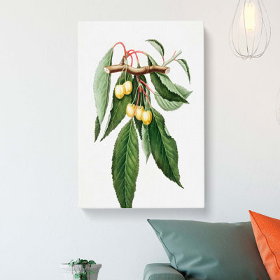 Ripening Cherries by Giorgio Gallesio - Wrapped Canvas
