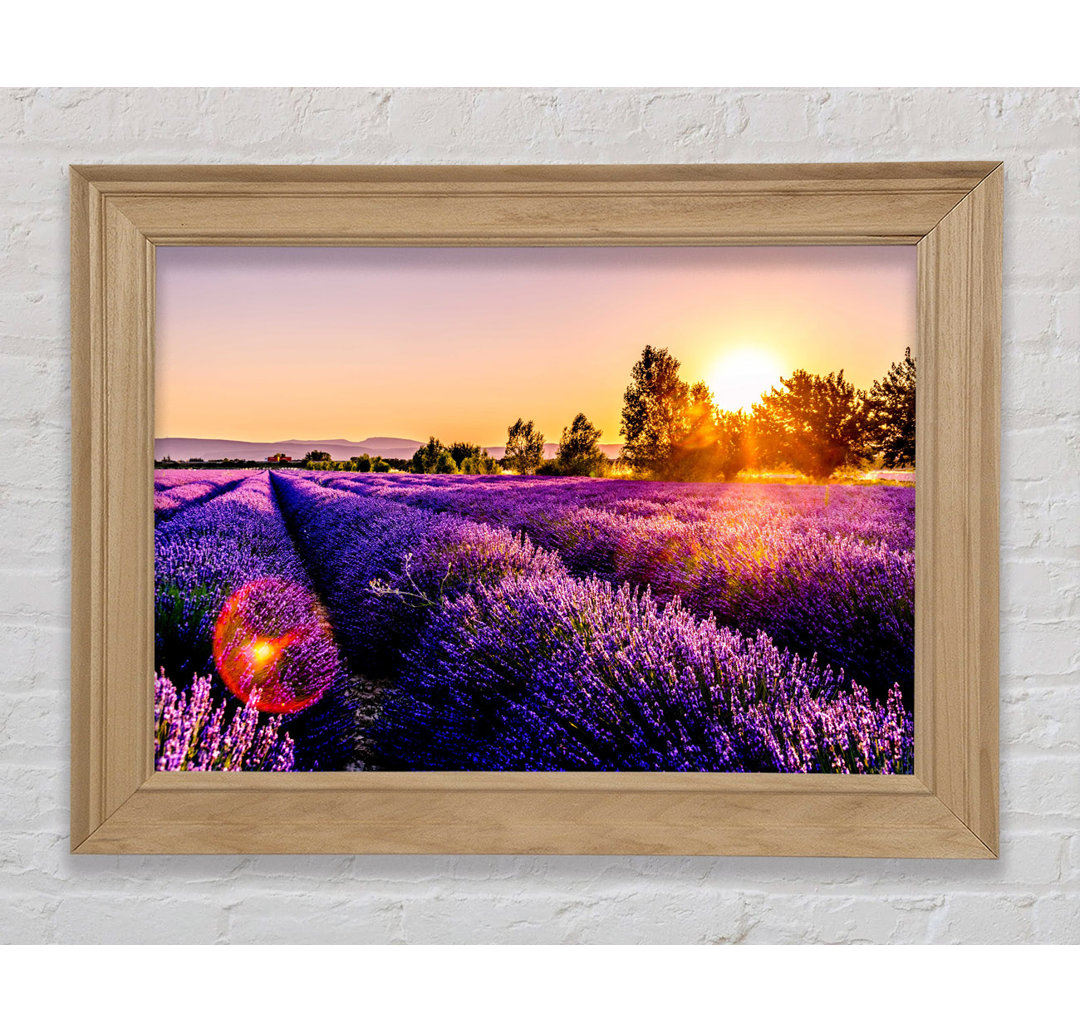 Sunflare Over The Lavender - Druck