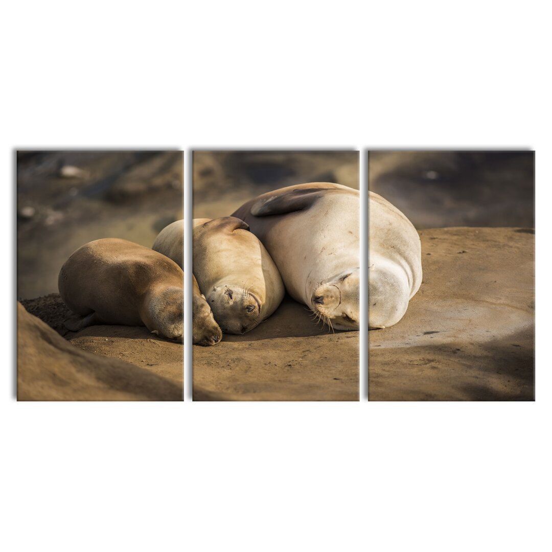 3-tlg. Leinwandbilder-Set Familie Seelöwen in der Sonne in Braun