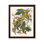 John James Audubon - perroquet de la Caroline