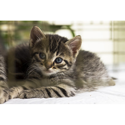 " Kitten "