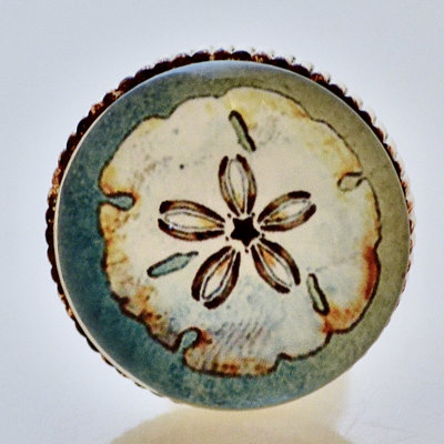 Poignée fantaisie Sand Dollar (ensemble de 4)