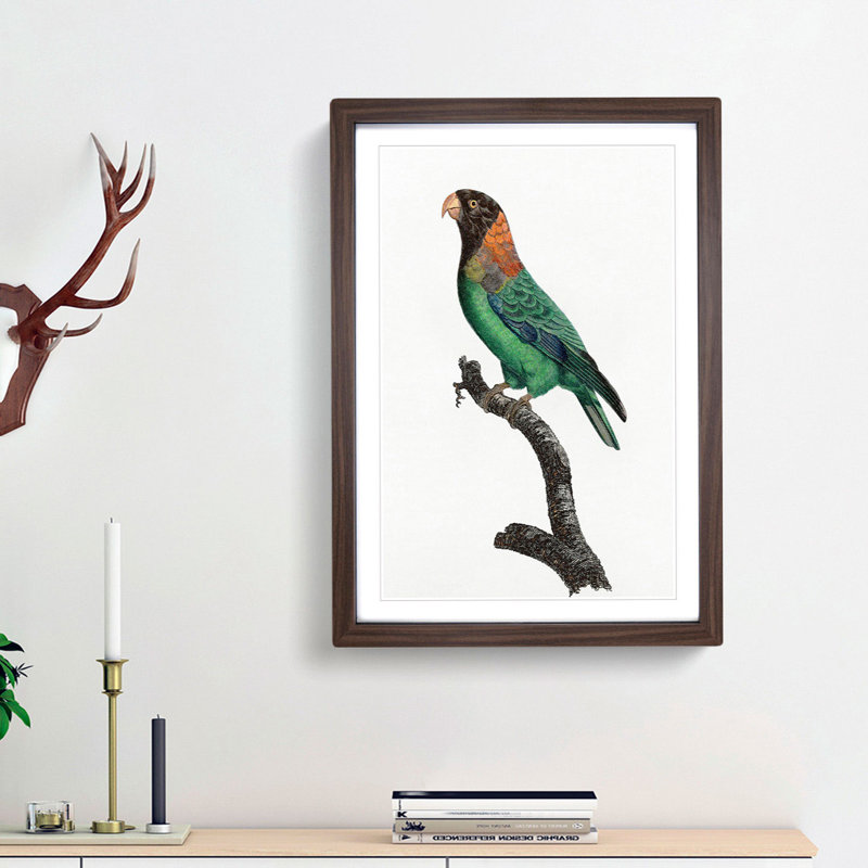 Caica Parrot by F. Levaillant - Picture Frame Painting Print, 48cm H x 36cm W x 2cm D, Walnut Framed