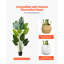 182.9cm Faux Bird Of Paradise Plant in Pot