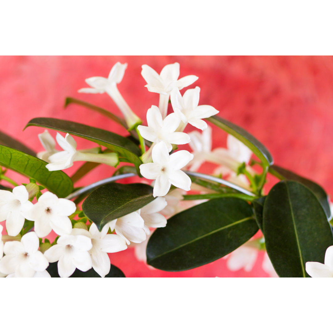 Stephanotis Flowers On Red von Diane Labombarbe - Kunstdrucke auf Leinwand