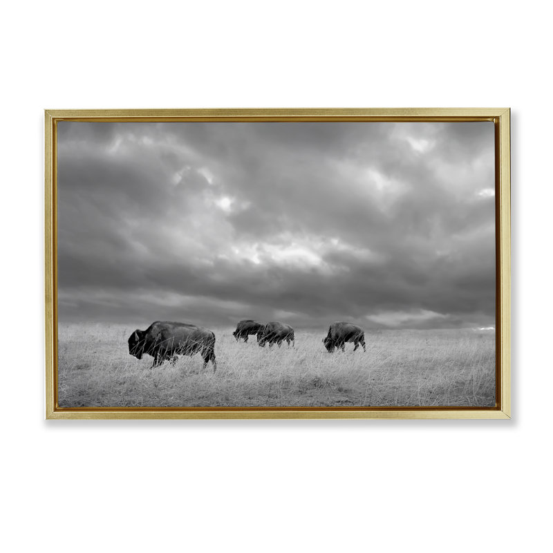 Cadre flottant Bisons sous un ciel d'automne, design par Steve Toole, Cadre flottant métallique doré, H 17 po x l 25 po