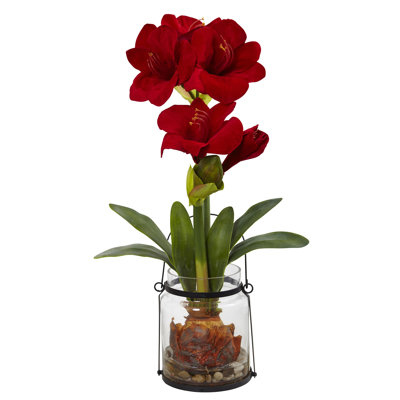 Amaryllis Arrangement in Pot