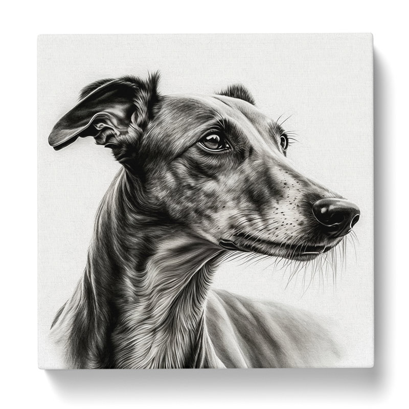 Greyhound Dog Drawing - Wrapped Canvas, 50cm H x 50cm W x 3cm D