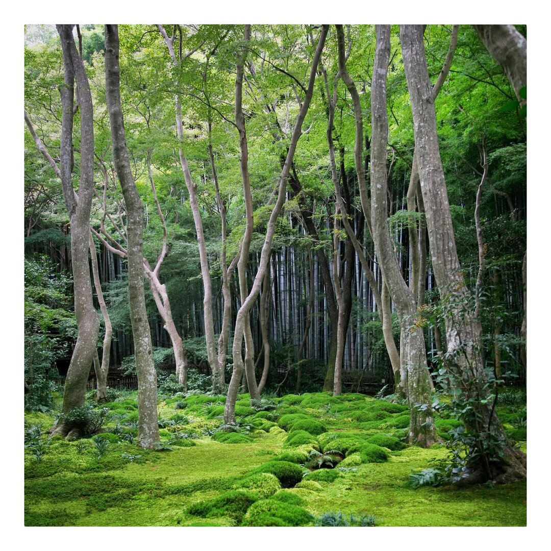 Leinwandbild Growing Trees