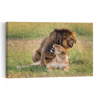 Roaring Lions Mating Contemporary Cat Lion Nature Wildlife Wall Art Print