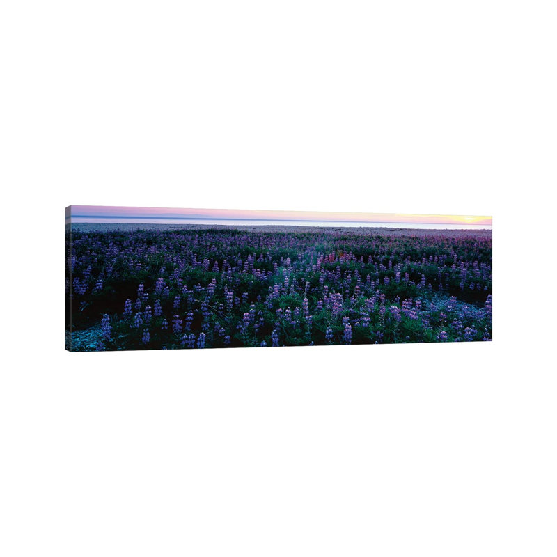 Wildflowers At The Coast, Portuguese Bend, Palos Verdes, California, USA - Wrapped Canvas Panoramic Print