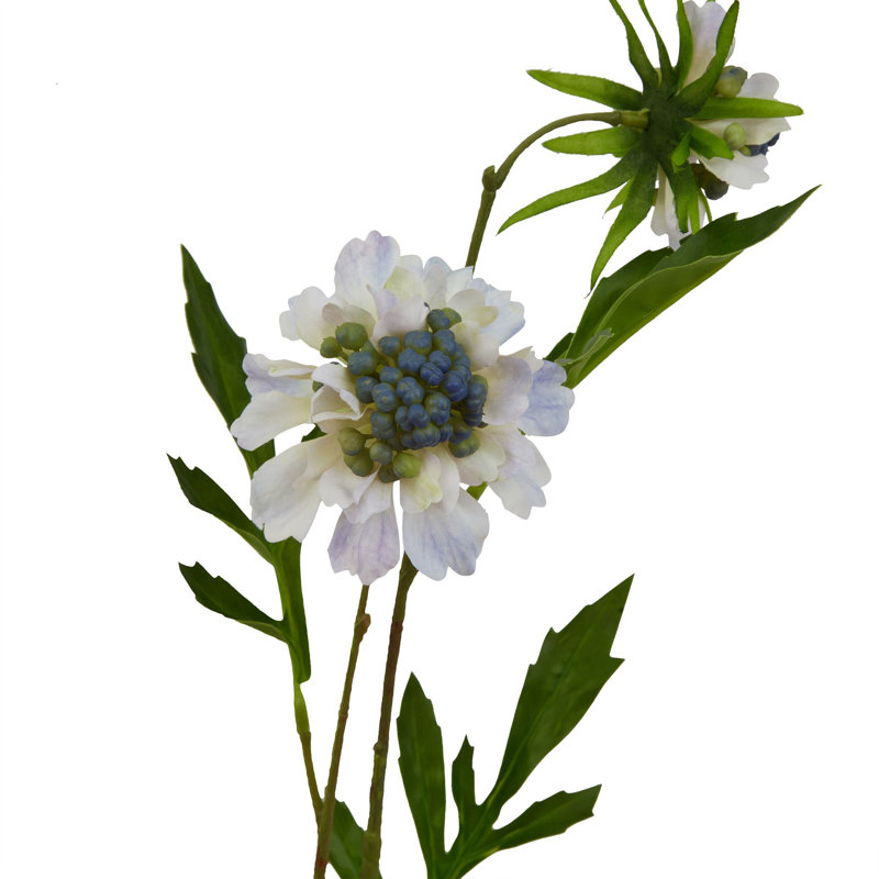 Anastasija Arrangement