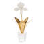 Lady Slipper Orchid