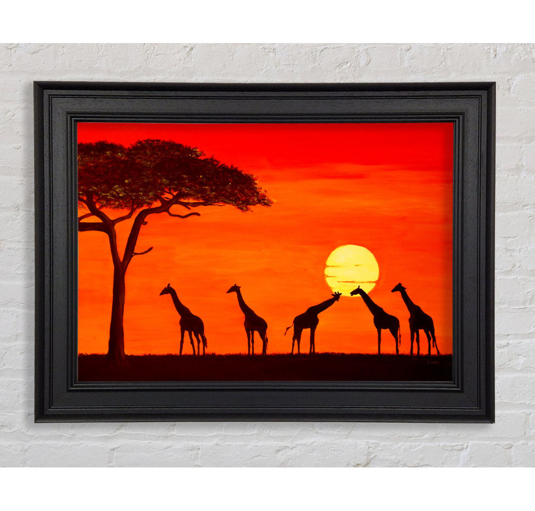 Giraffen bei Sonnenuntergang Gerahmter Druck