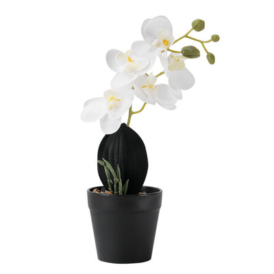 Gradient artificiel phalaenopsis en pot