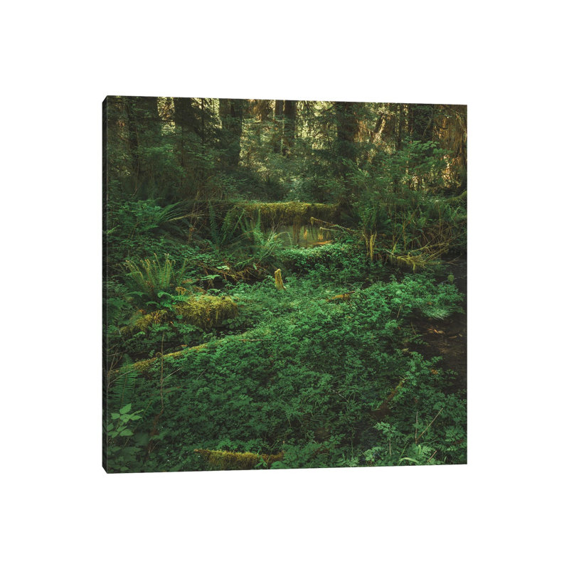 Olympic Rain Forest by Louis Ruth - No Frame Gallery-Wrapped Canvas Giclée on Canvas, 30.48cm H x 30.48cm W