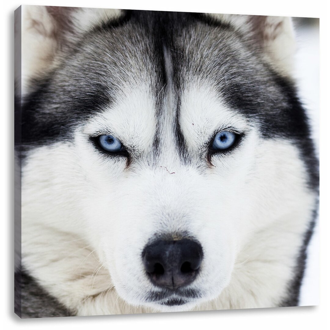 Leinwandbild Husky