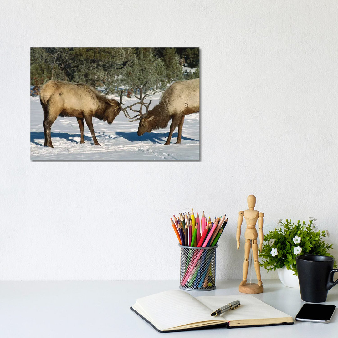 Elk Bulls Fighting, Yellowstone National Park, Wyoming by Konrad Wothe - Wrapped Canvas Print