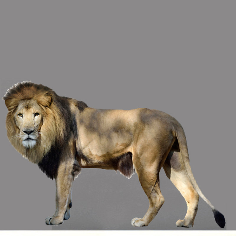 Décalcomanie murale lion real life, 16 po x 24 po
