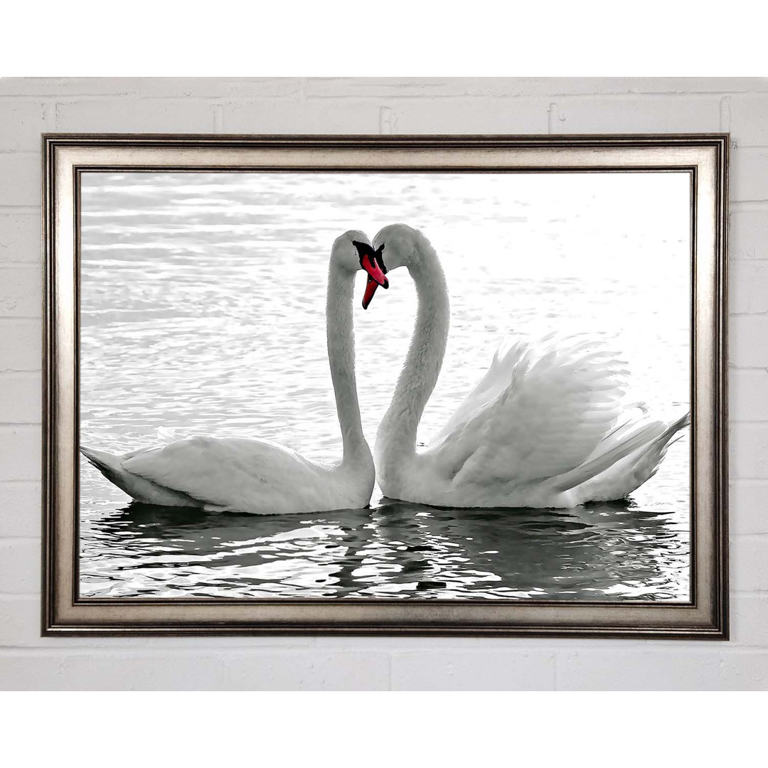 Gerahmtes Bild White Swans 2