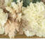 Hydrangea, Pampas and Eucalyptus Arrangement in Wooden Bowl