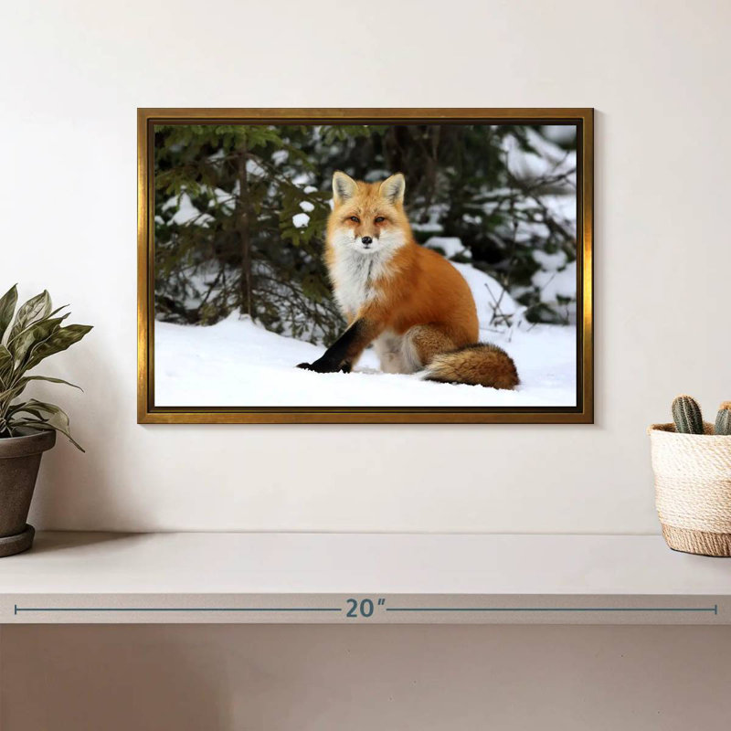 Renard roux d'hiver, Cadre flottant doré, 13 po x 9 po