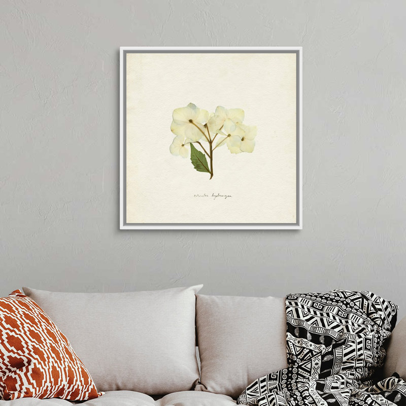 Cornales Hydrangea I par Emma Caroline - reproduction d'art, Toile blanche encadrée, H 32 po x l 32 po x P 1,75 po