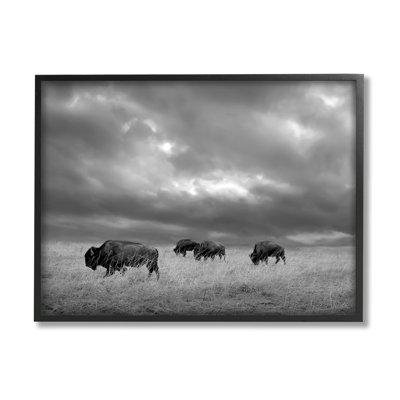 Bison in Cloudy Field par Steve Toole