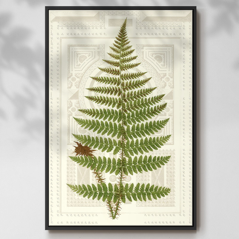 Garden Ferns V, reproduction d'art sur toile, Cadre flottant noir, H 25 po x l 17 po x P 1,5 po