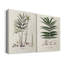 Toile tendue avec galerie Botanical Society Ferns-747996745
