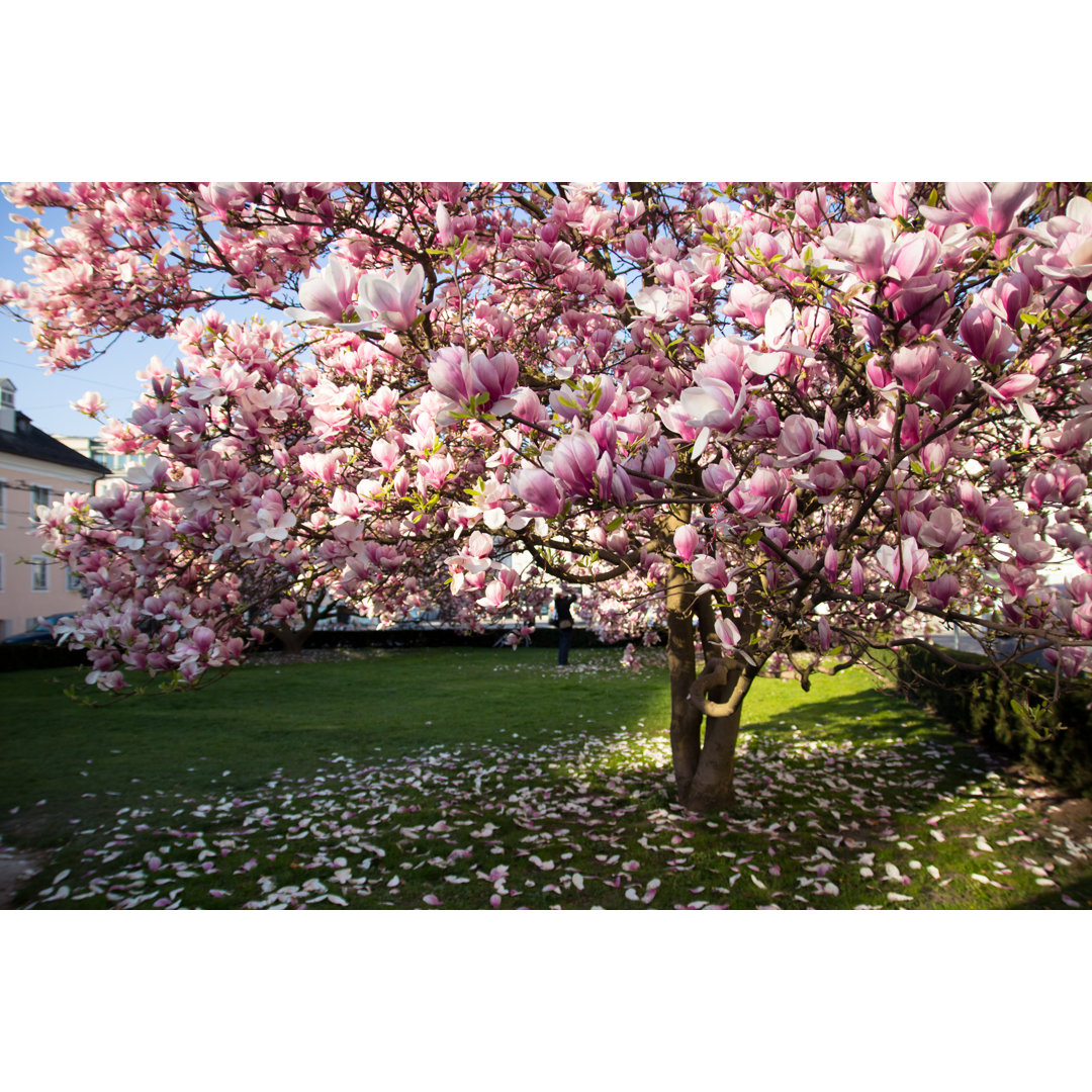 Blühende rosa Magnolie von Christina Bodendorfer - Kunstdrucke auf Leinwand